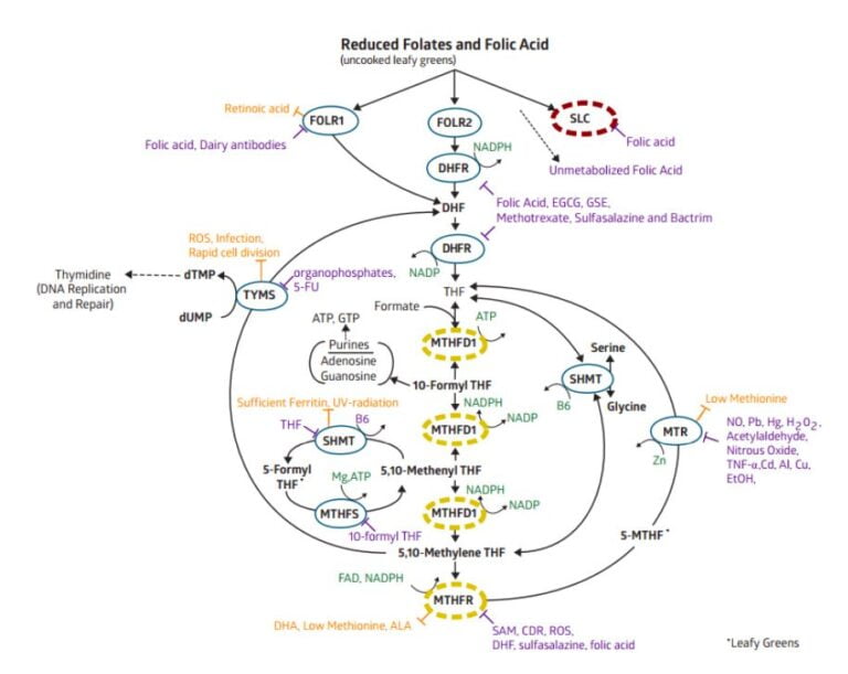 Reduced Folates and Folic Acid