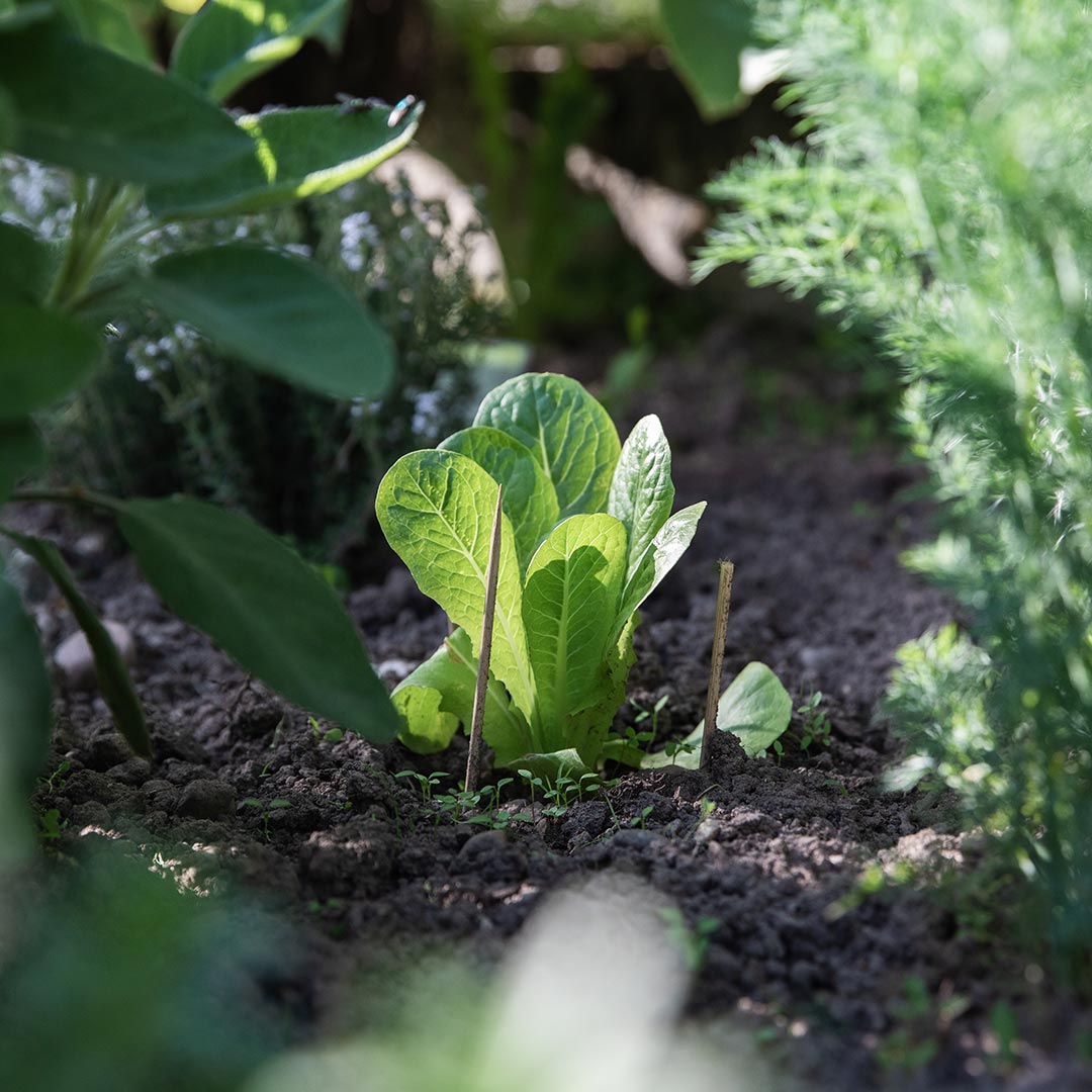 Comment faire son potager en sol vivant ?