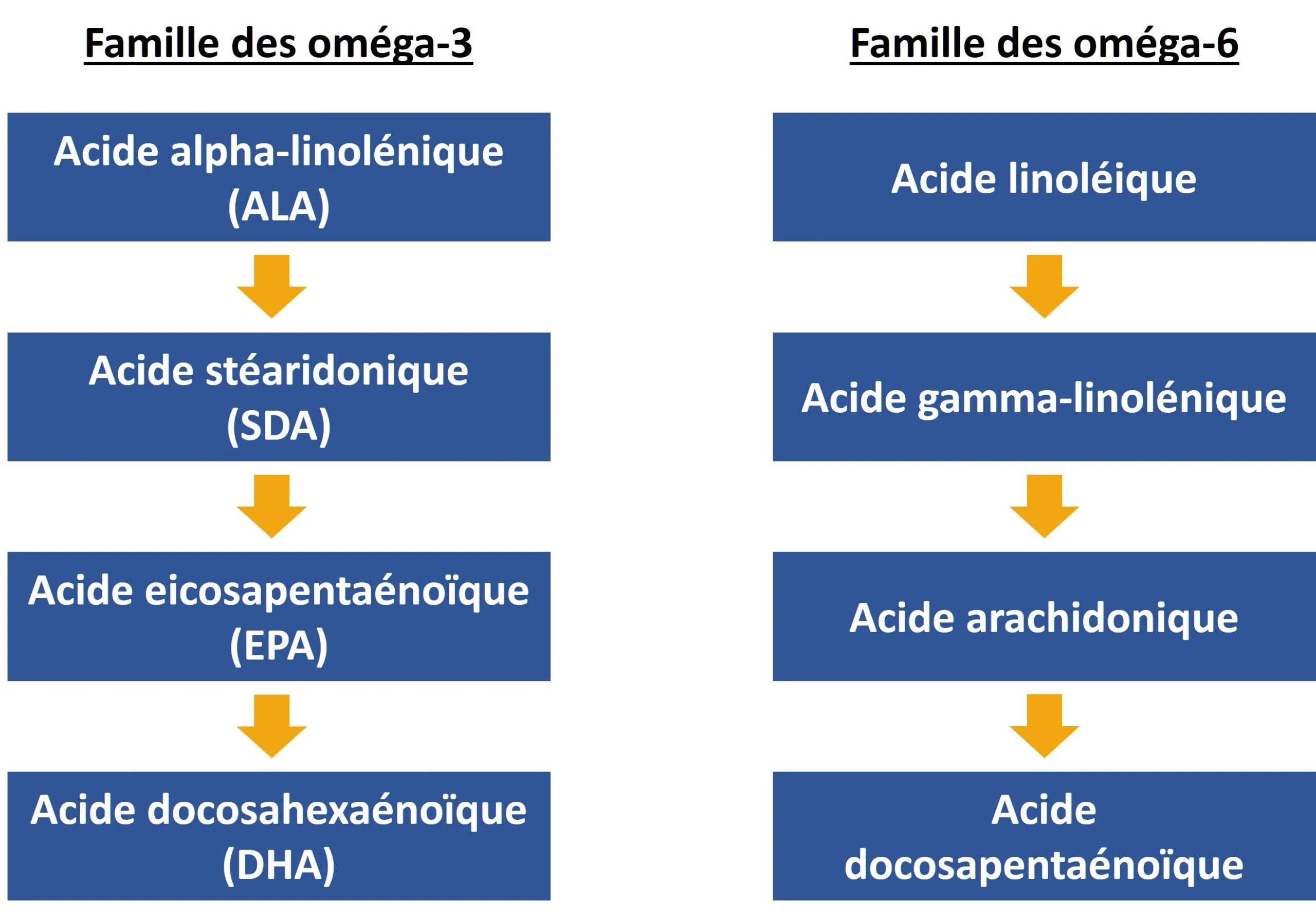 Metabolisme-des-omega-3-et-des-omega-6-échelle
