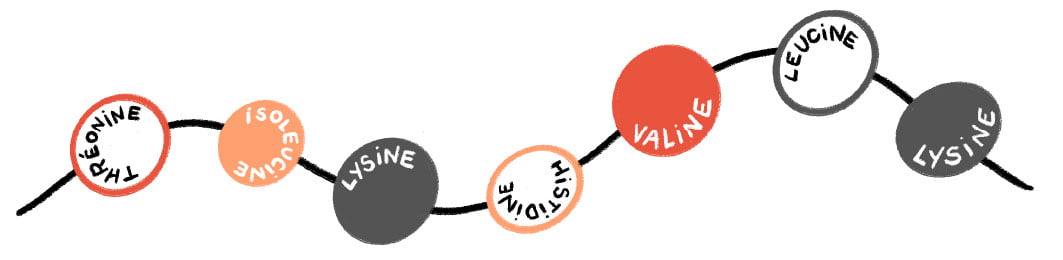Proteines acides aminés