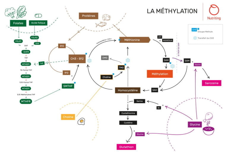 La méthylation