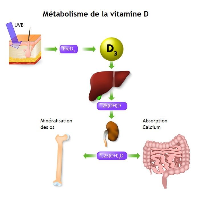 Métabolisme de la vitamine D