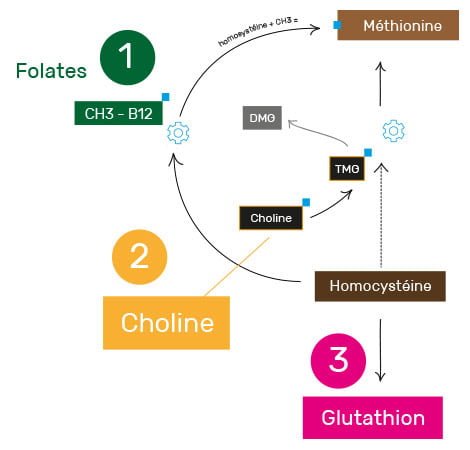 Méthionine