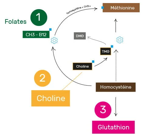 Méthionine