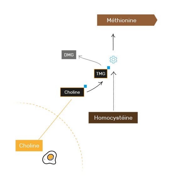 Méthionine