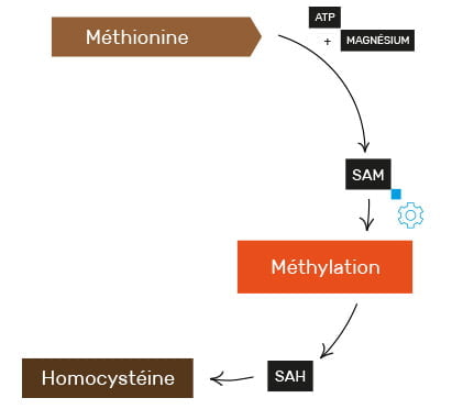 Méthionine