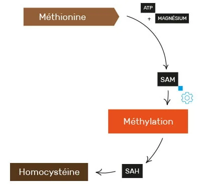 Méthionine