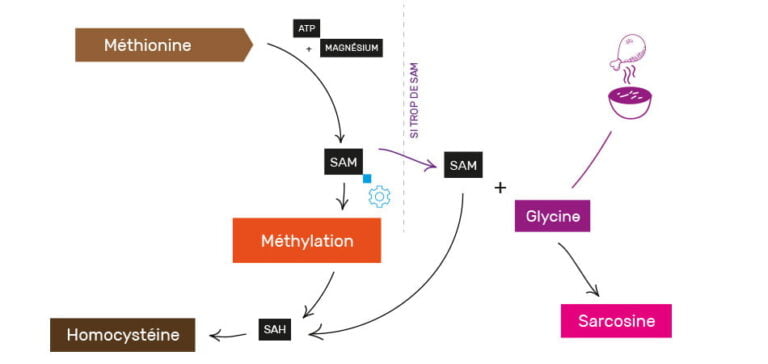 Methylation