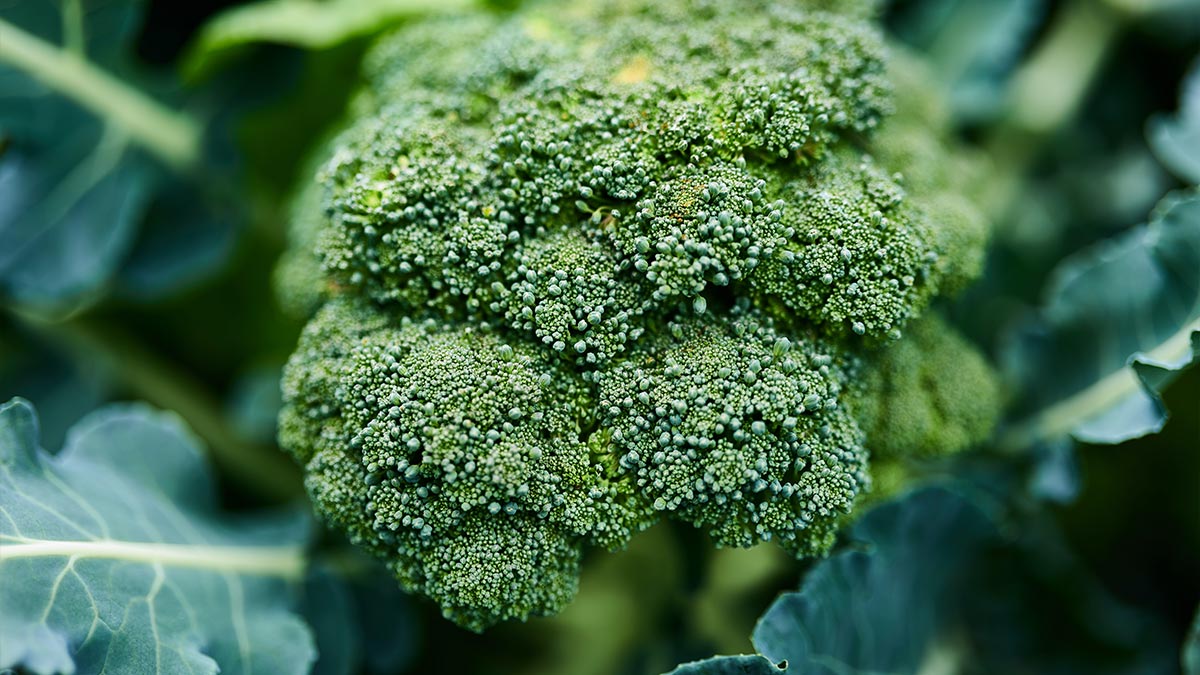 Brocoli bienfaits