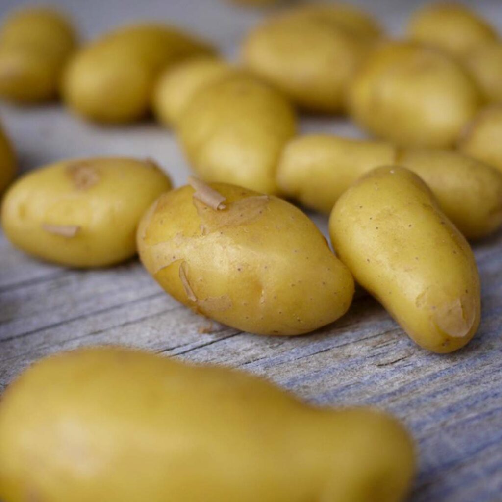 Patate Douce : Origine, Saison, Bienfaits et 10 idées recettes