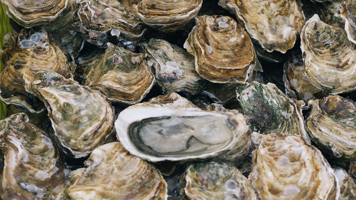 Des algues, des coquille d'huîtres, et puis quoi encore pour